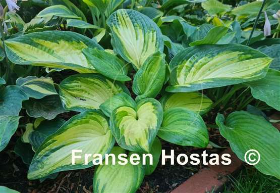 Hosta Color a la Mode 